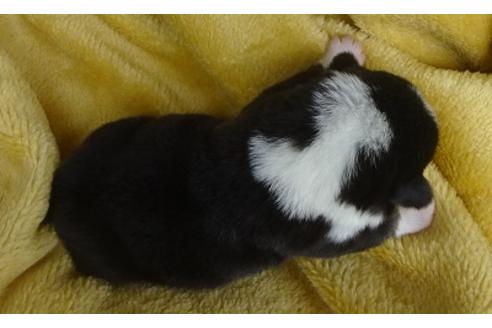 成約済の島根県のウェルシュコーギーペンブローク-98171の2枚目