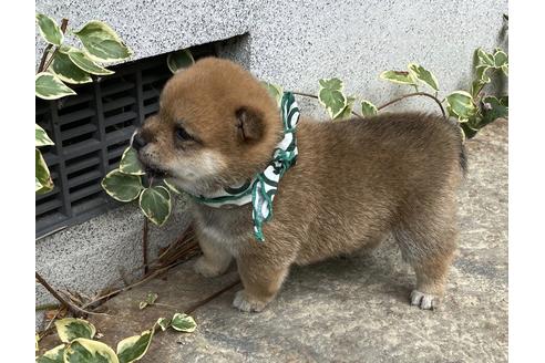 香川県の豆柴 男の子 05 03生まれ 短足豆柴の男の子です 子犬id ブリーダーナビ