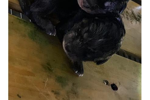 成約済の広島県の柴犬-98657の1枚目