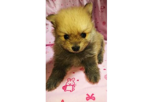 成約済の愛知県のポメラニアン-97523の1枚目
