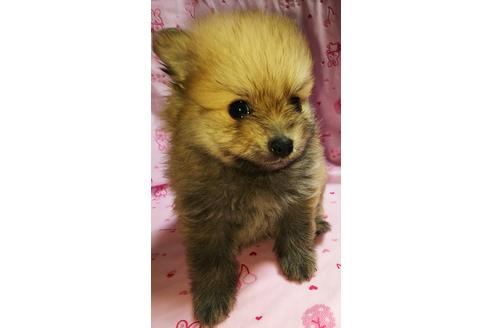 成約済の愛知県のポメラニアン-97523の2枚目