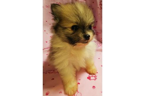 成約済の愛知県のポメラニアン-97522の2枚目