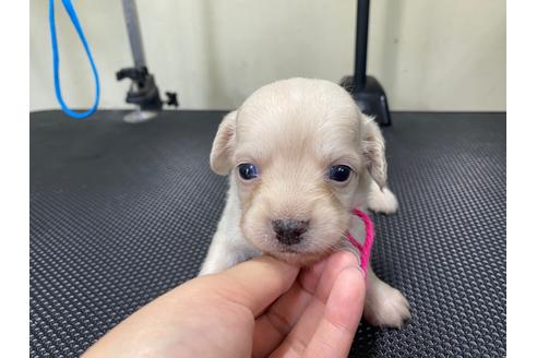 成約済の山梨県のチワックス:チワワ×ミニチュアダックスフンド-96724の3枚目