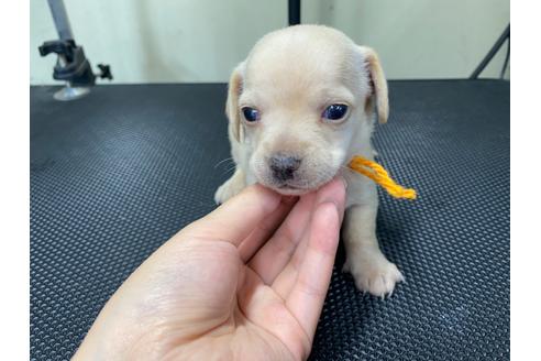 成約済の山梨県のチワックス:チワワ×ミニチュアダックスフンド-96725の2枚目