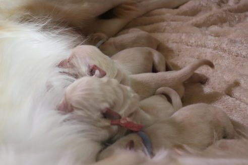 成約済の静岡県のゴールデンレトリーバー-98668の1枚目