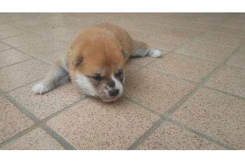 成約済の福岡県の豆柴-97690の8枚目