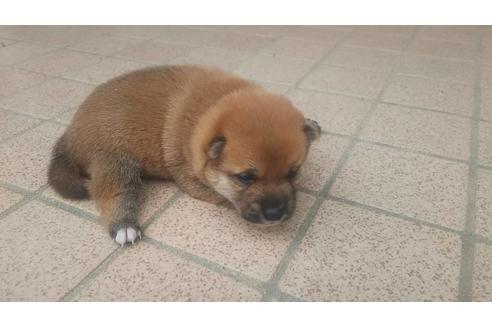 成約済の福岡県の豆柴-97694の6枚目