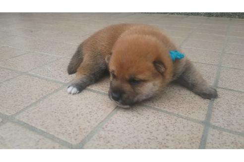 成約済の福岡県の豆柴-97694の5枚目