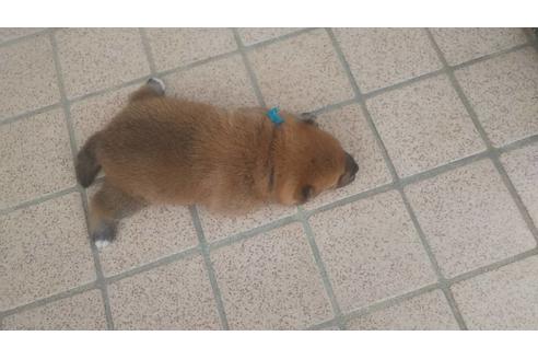 成約済の福岡県の豆柴-97694の4枚目