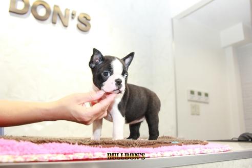 成約済の東京都のボストンテリア-98709の7枚目