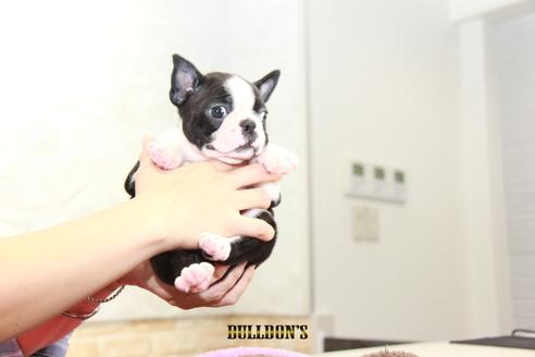 成約済の東京都のボストンテリア-98709の6枚目