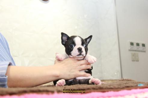 成約済の東京都のボストンテリア-98709の5枚目