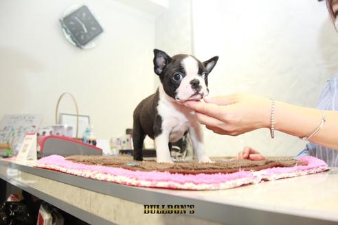 成約済の東京都のボストンテリア-98709の4枚目