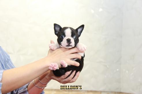 成約済の東京都のボストンテリア-98709の3枚目