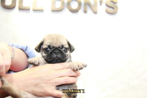 成約済の東京都のパグ-98710の7枚目