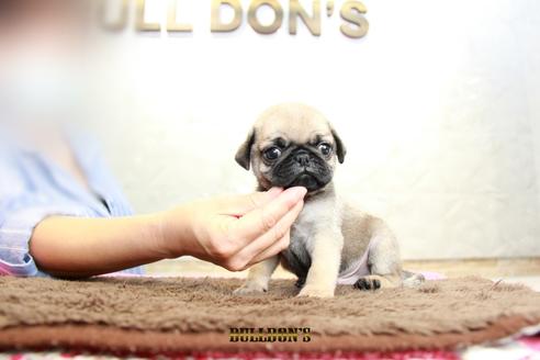 成約済の東京都のパグ-98710の6枚目