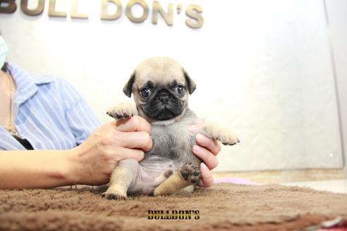 成約済の東京都のパグ-98710の5枚目