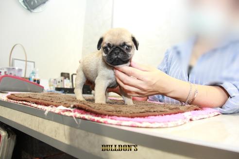 成約済の東京都のパグ-98710の4枚目