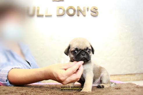 成約済の東京都のパグ-98710の2枚目