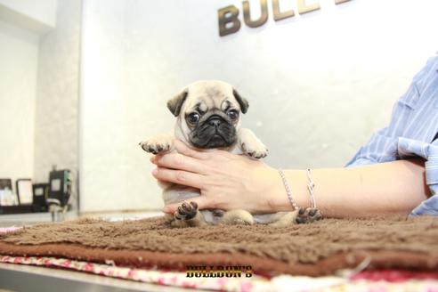 成約済の東京都のパグ-98711の1枚目