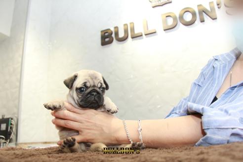 成約済の東京都のパグ-98711の7枚目