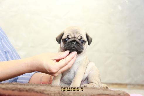 成約済の東京都のパグ-98711の6枚目