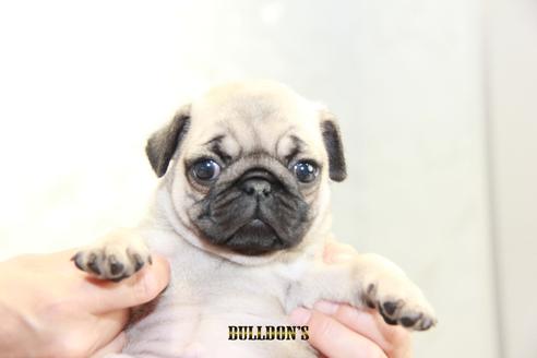 成約済の東京都のパグ-98711の5枚目