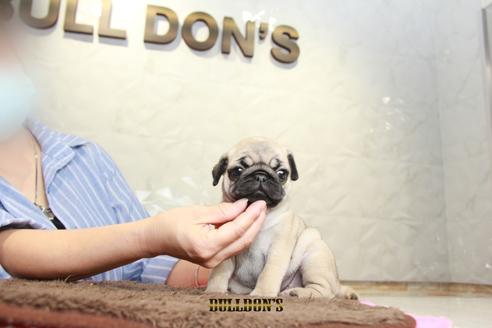 成約済の東京都のパグ-98711の4枚目