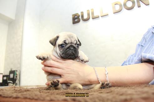 成約済の東京都のパグ-98711の3枚目