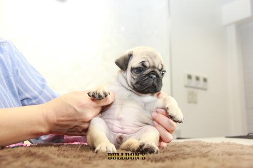 成約済の東京都のパグ-98711の2枚目