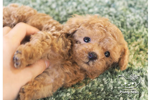 成約済の愛知県のタイニープードル-98726の2枚目