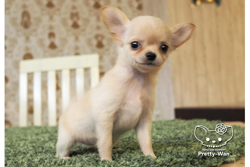 成約済の愛知県のチワワ(ロングコート)-98727の4枚目