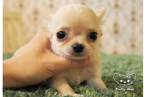 成約済の愛知県のチワワ(ロングコート)-98727の3枚目