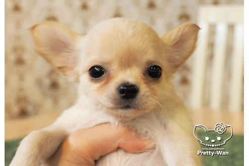 成約済の愛知県のチワワ(ロングコート)-98727