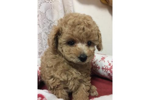 成約済の岡山県のティーカッププードル-98738の2枚目