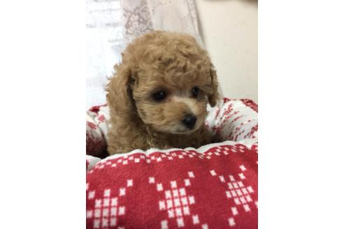 成約済の岡山県のティーカッププードル-98738の1枚目