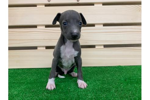 成約済の愛知県のイタリアングレーハウンド(イタグレ)-98771の1枚目