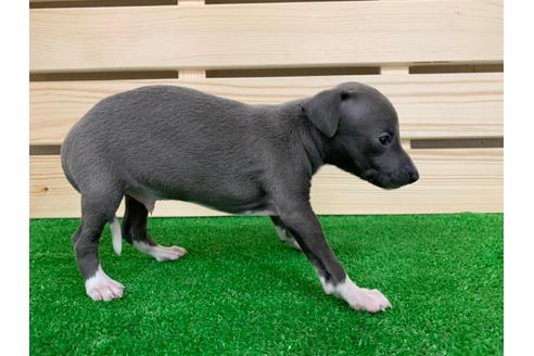 成約済の愛知県のイタリアングレーハウンド(イタグレ)-98771の3枚目