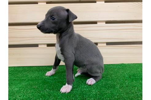 成約済の愛知県のイタリアングレーハウンド(イタグレ)-98771の2枚目