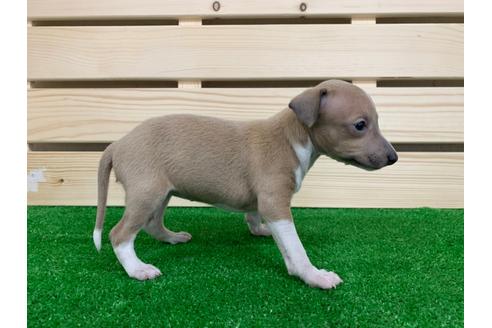 成約済の愛知県のイタリアングレーハウンド(イタグレ)-98774の3枚目
