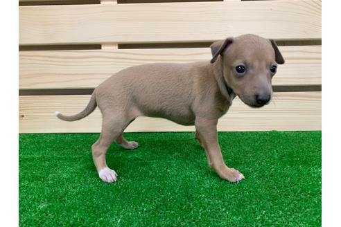 成約済の愛知県のイタリアングレーハウンド(イタグレ)-98776の3枚目