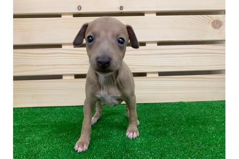 成約済の愛知県のイタリアングレーハウンド(イタグレ)-98776