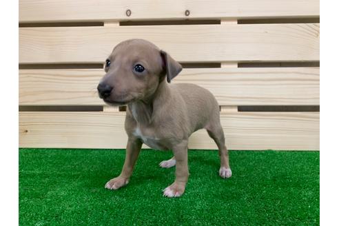 成約済の愛知県のイタリアングレーハウンド(イタグレ)-98776の2枚目