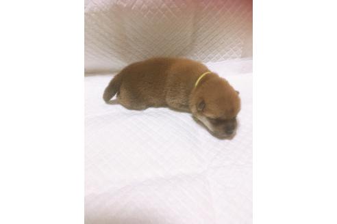 成約済の福岡県の豆柴-98871の5枚目