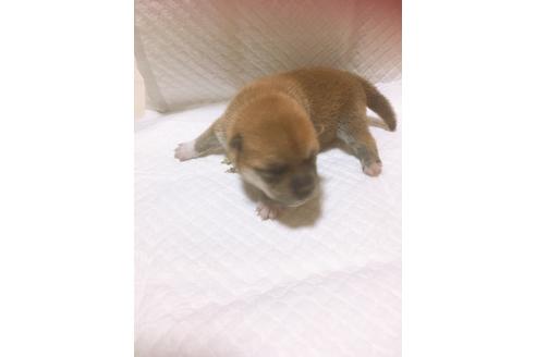 成約済の福岡県の豆柴-98871の4枚目