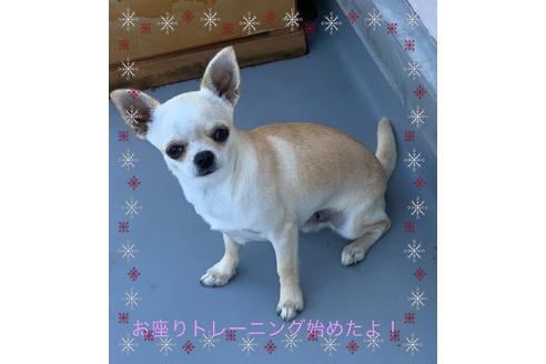千葉県のチワワ スムースコート 男の子 19 10 23生まれ ホワイト系 子犬id ブリーダーナビ