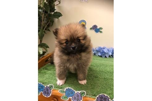 成約済の北海道のポメラニアン-98915