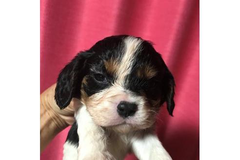 成約済の北海道のキャバリアキングチャールズスパニエル-98922の1枚目