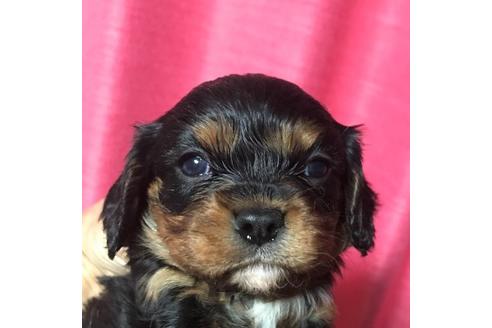 成約済の北海道のキャバリアキングチャールズスパニエル-98924の1枚目