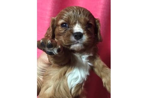 成約済の北海道のキャバリアキングチャールズスパニエル-98925の1枚目